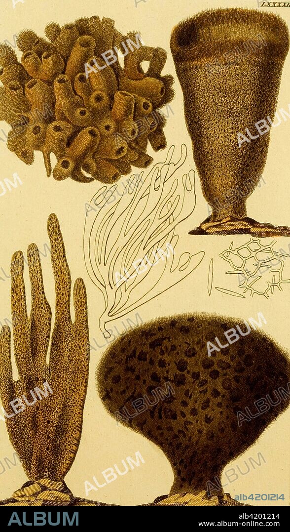 Sponges are animals of the phylum Porifera (/p?'r?f?r?/; meaning "pore bearer"). They are multicellular organisms that have bodies full of pores and channels allowing water to circulate through them, consisting of jelly-like mesohyl sandwiched between two thin layers of cells. Sponges have unspecialized cells that can transform into other types and that often migrate between the main cell layers and the mesohyl in the process. Sponges do not have nervous, digestive or circulatory systems. Instead, most rely on maintaining a constant water flow through their bodies to obtain food and oxygen and to remove wastes.