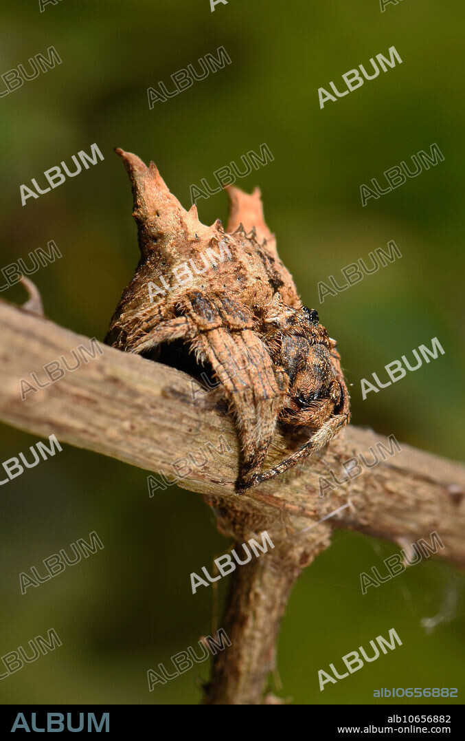 Bark Spider on trunk