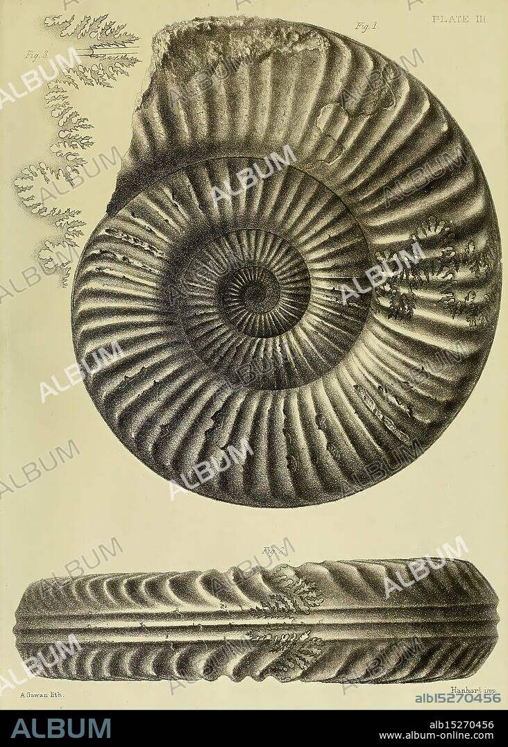 Monograph on the Lias Ammonites of the British Islands London, Printed for the Palæontographical Society, 1878-86. Ammonoidea, Great Britain, Jurassic, Paleontology, The illustration showcases a detailed depiction of a nautilus shell, highlighting its intricate spiral structure. The first figure presents a side view of the shell, emphasizing the gradual curvature and the series of chambers within, which are characteristic of this marine creature. The second figure offers a view from the top, revealing the symmetrical design and the smooth surface. The label indicates the source, ''A. Sowerby, ' suggesting that it is part of a scientific or biological study. This artwork captures the elegance and complexity of natural forms, evoking a sense of the beauty found in marine life.