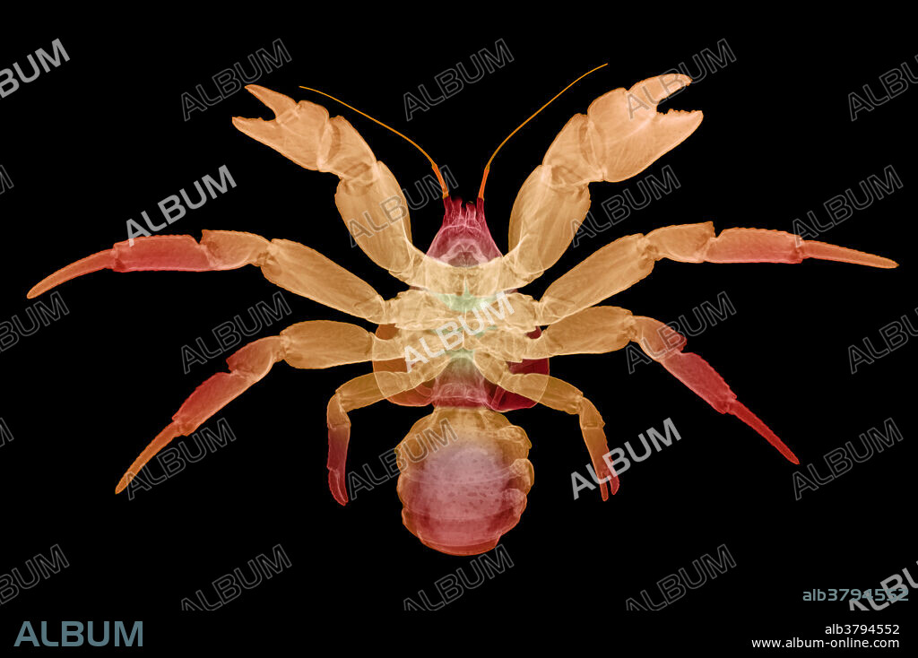 X-Ray of Coconut Crab
