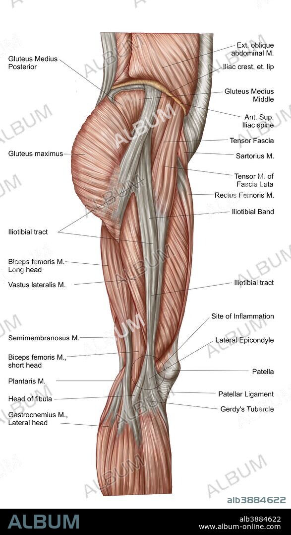Anatomy of human thigh muscles, anterior view.