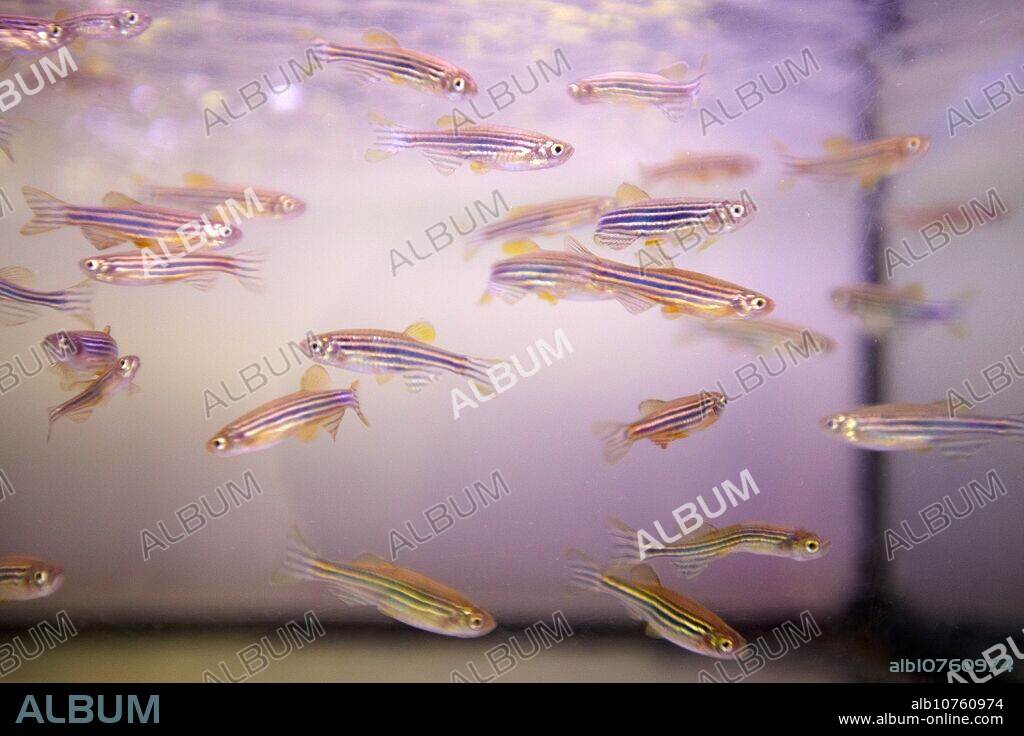 Aquarium for zebrafish, aquatic habitats, ecotoxicity and biocide test laboratory, Technology Research Center, Tecnalia Construction, CIDEMCO-Tecnalia Research & Innovation, development of new products and innovative solutions through research and innovation in different fields of activity as materials and sustainable chemistry, energy efficiency of buildings, rehabilitation and safety, Azpeitia, Gipuzkoa, Euskadi, Spain.