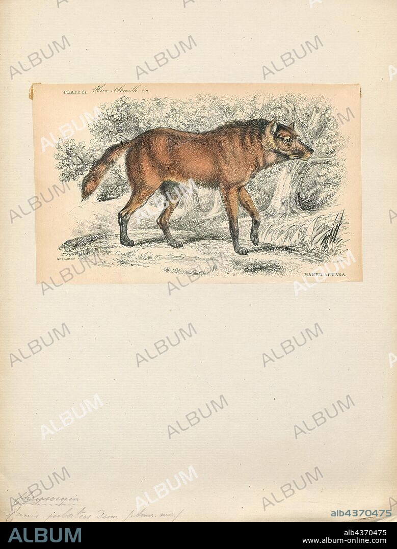 Canis jubatus, Print, Canis is a genus of the Canidae containing multiple extant species, such as wolves, coyotes and jackals. Species of this genus are distinguished by their moderate to large size, their massive, well-developed skulls and dentition, long legs, and comparatively short ears and tails., 1833-1866.