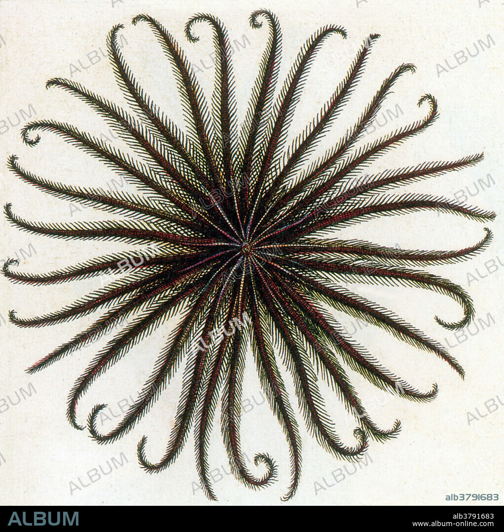 Crinoids (sea lilies) are marine animals that make up the class Crinoidea of the echinoderms (phylum Echinodermata). They live both in shallow water and in depths as great as 20,000 feet. Sea lilies refer to the crinoids which, in their adult form, are attached to the sea bottom by a stalk. Feather stars or comatulids refer to the un-stalked forms. Crinoids feed by filtering small particles of food from the sea water with their feather like arms. Undated, no illustrator credited.