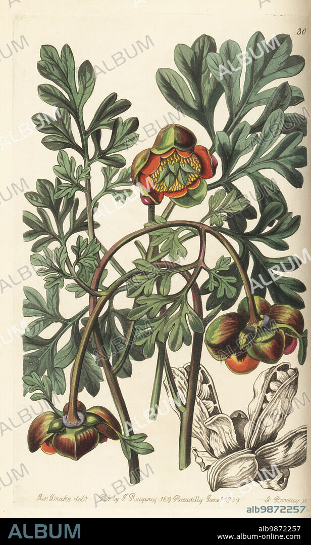 Brown's peony, native peony, western peony or Douglas' Californian paeony, Paeonia brownii. Found by Scottish botanist David Douglas near Mount Hood and sent to the Horticultural Society. Handcoloured copperplate engraving by George Barclay after a botanical illustration by Sarah Drake from Edwards Botanical Register, edited by John Lindley, published by James Ridgway, London, 1839.