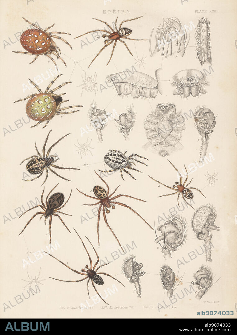 Four-spot orb-weaver, Araneus quadratus (Epeira quadrata) 236, furrow spider, Larinioides cornutus (E. apoclisa) 237, and bridge spider, Larinioides sclopetarius (E. sericata) 238. Handcoloured lithograph by W. West from John Blackwalls A History of the Spiders of Great Britain and Ireland, Ray Society, London, 1861.