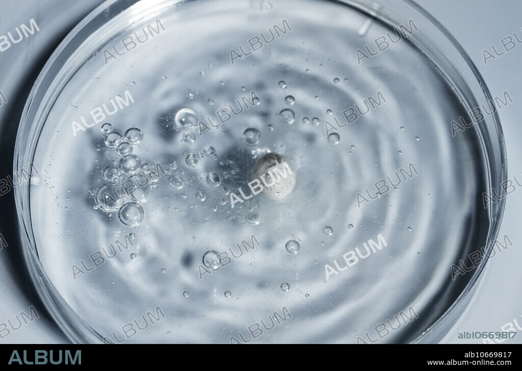 Sodium reacts with water. A small piece of sodium metal (Na) is dropped into a Petri dish with water (H2O). Sodium melts, moves around and fizzes vigorously, producing bubbles of hydrogen gas (H2) and sodium hydroxide (NaOH): Na + H2O -> NaOH + H2.