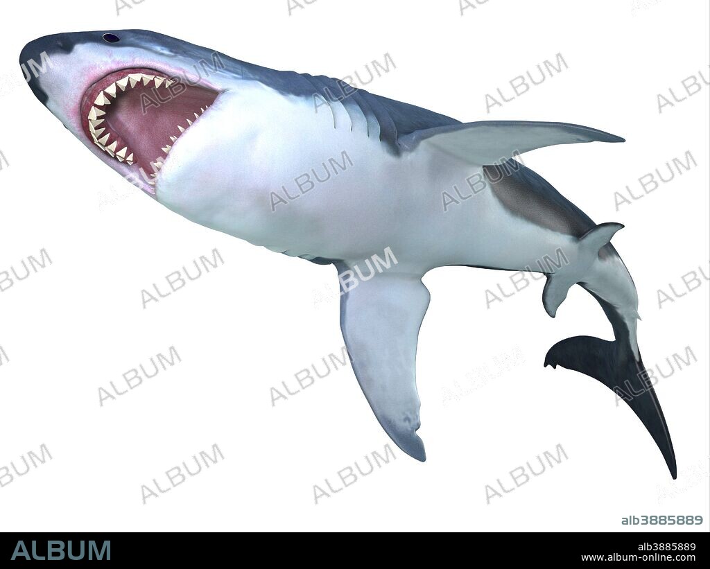 Megalodon shark underbelly. The prehistoric Megalodon shark could grow to be 82 feet in length and lived during the Miocene to the Pliocene Periods.