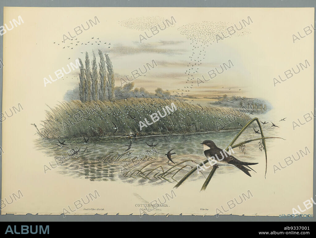 Cotyle Riparia, John Gould, British, 1804-1881, Lithograph on wove paper, Sheet: 21 1/4 x 14 1/2 in., 54 x 36.8 cm, Bird, Birds, Cotyle Riparia, Habitat, Nature, Ornithological, Ornithology, Plants and Animals, Species, Wildlife.