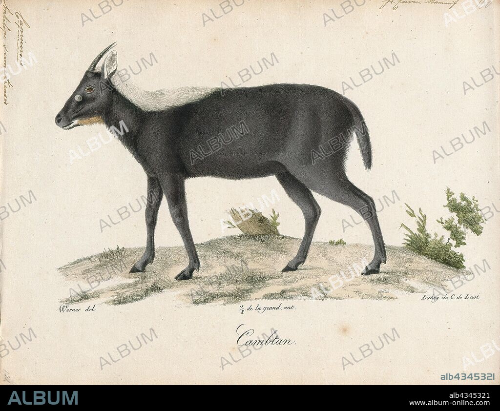 Antilope sumatrensis, Print, Blackbuck, The blackbuck (Antilope cervicapra), also known as the Indian antelope, is an antelope found in India, Nepal, and Pakistan. The blackbuck is the sole extant member of the genus Antilope. The species was described and given its binomial name by Swedish zoologist Carl Linnaeus in 1758. Two subspecies are recognized. It stands up to 74 to 84 cm (29 to 33 in) high at the shoulder. Males weigh 20–57 kg (44–126 lb), an average of 38 kilograms (84 lb). Females are lighter, weighing 20–33 kg (44–73 lb) or 27 kg (60 lb) on average. The long, ringed horns, 35–75 cm (14–30 in) long, are generally present only on males, though females may develop horns, as well. The white fur on the chin and around the eyes is in sharp contrast with the black stripes on the face. The coats of males show two-tone colouration; while the upper parts and outsides of the legs are dark brown to black, the underparts and the insides of the legs are all white. However, females and juveniles are yellowish fawn to tan., 1818-1842.