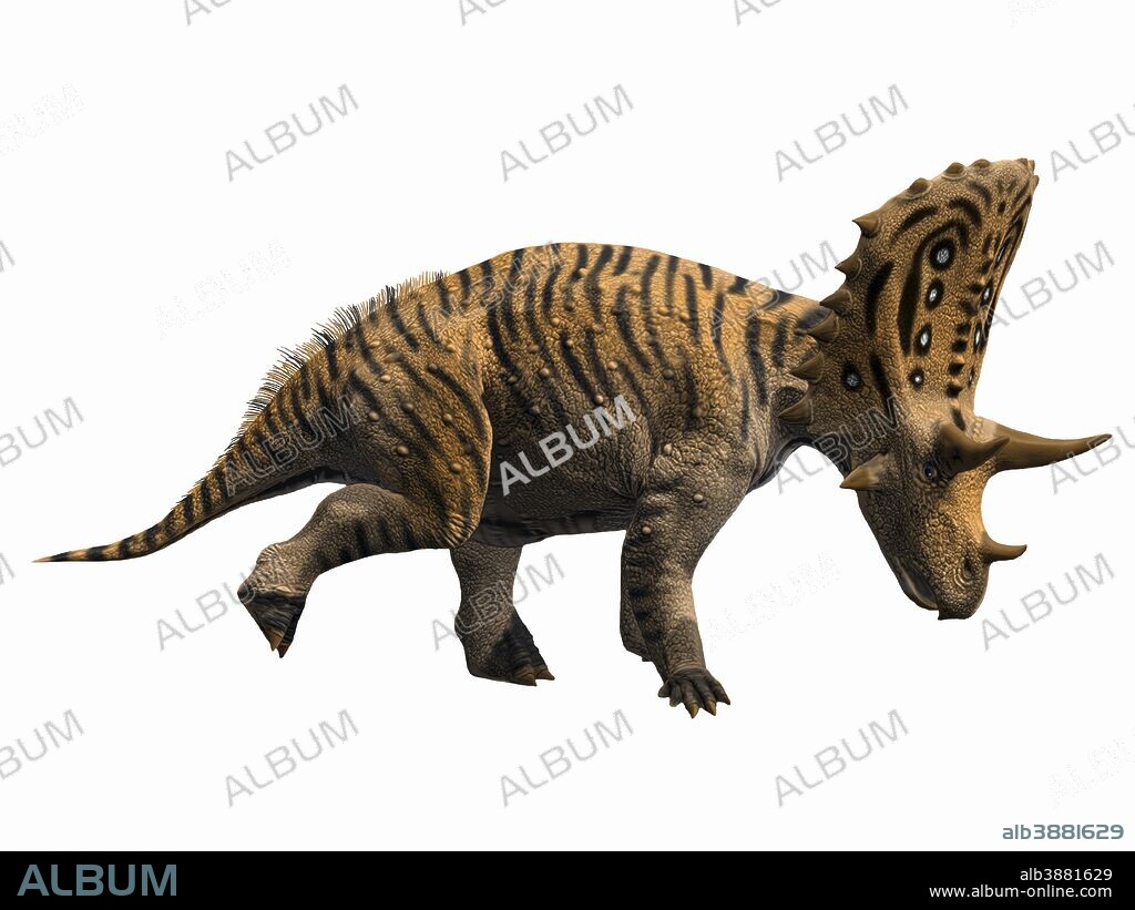 Judiceratops tigris, Late Cretaceous of Montana, USA.
