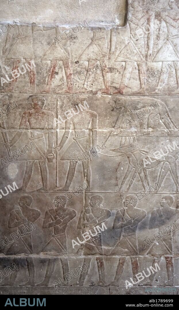ARTE EGIPCIO. EGIPTO. MASTABA DE MERERUKA o MERI (MERA). Tumba familiar de un alto funcionario de la VI DINASTIA del IMPERIO ANTIGUO. Con una única entrada, su interior se encuentran ricamente decoradas con RELIEVES menfitas. Detalle de uno de ellos, con restos de policromía, que representa el TRANSPORTE DE OFRENDAS (MONOS). NECROPOLIS DE SAKKARA.