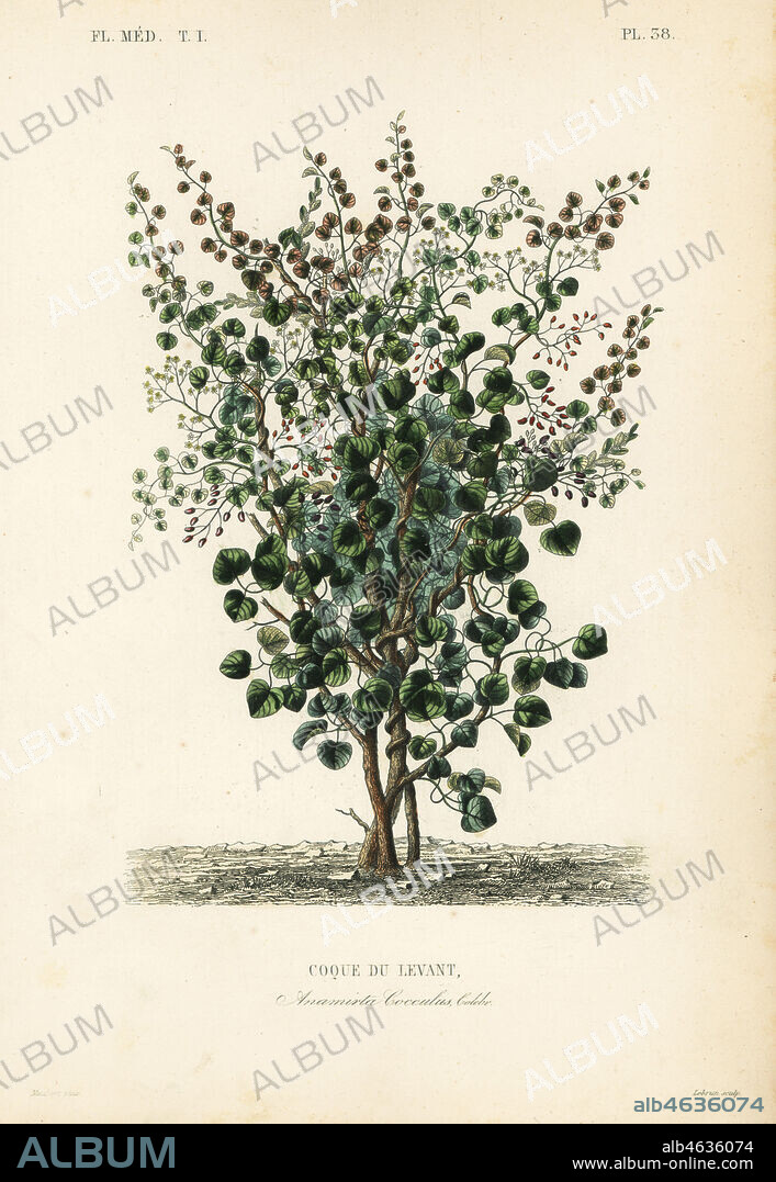 Indian berry, fish berry or Levant nut, Anamirta cocculus, Coque du Levant. Handcoloured steel engraving by Lebrun after a botanical illustration by Edouard Maubert from Pierre Oscar Reveil, A. Dupuis, Fr. Gerard and Francois Herincqs La Regne Vegetal: Flore Medicale, L. Guerin, Paris, 1864-1871.
