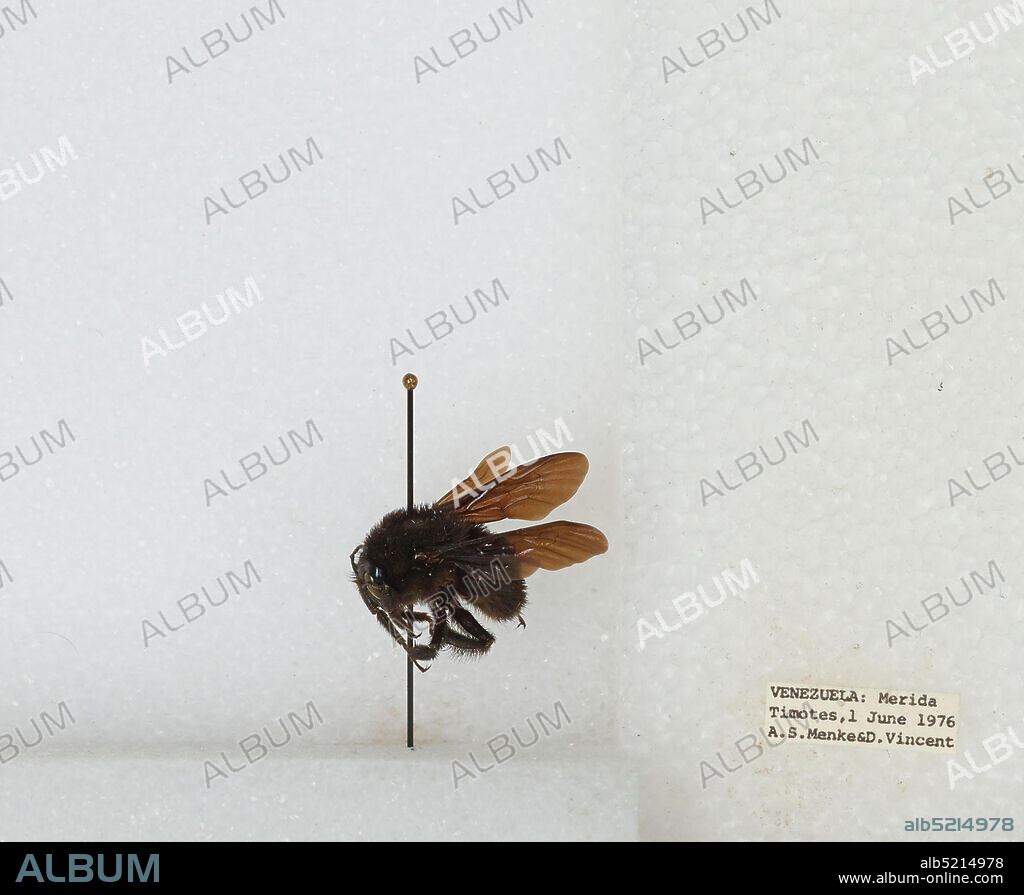 Timotes, Merida, Venezuela, Bombus sp., Animalia, Arthropoda, Insecta, Hymenoptera, Apidae, Apinae.
