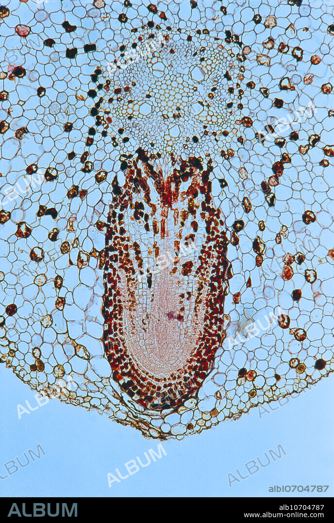 Colour enhanced light micrograph of a dicot root, showing a lateral root growing off of the main root. In dicots, lateral roots arise from the pericycle, just inside the endodermis on the outer part of the stele.