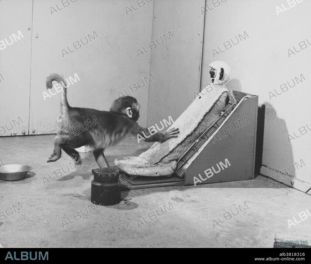 A photograph taken from Harry Harlow's experiments involving rhesus monkeys. Harlow examined how the monkeys interacted with various surrogate "mothers," in this case one made of terrycloth. Open Field Test number 2 - When cloth mother was introduced into the open field, infant who was reared with the substitute mother rushed immediately to the familiar reassurance of her lap.