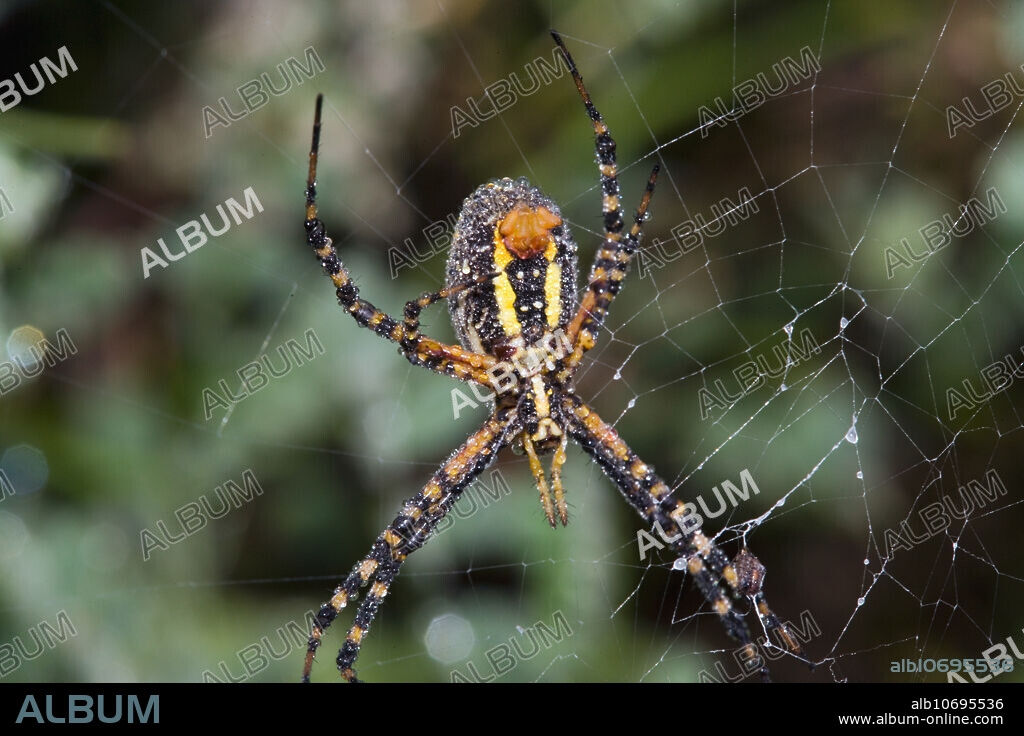 Black and Yellow Argiope Spider