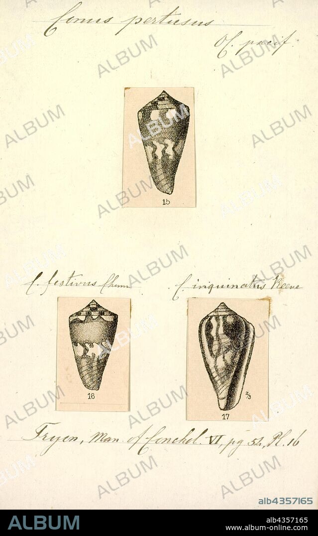 Conus pertusus, Print, Conus pertusus, common name the pertusus cone or the lovely cone, is a species of sea snail, a marine gastropod mollusk in the family Conidae, the cone snails and their allies.
