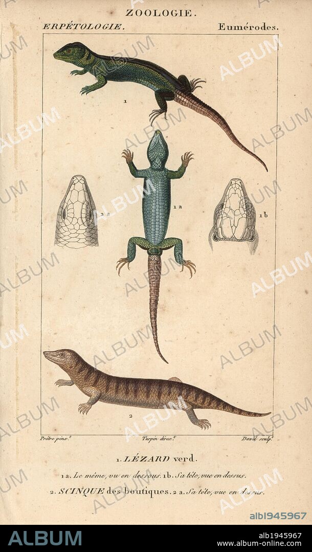 Western green lizard, lezard verd, lezard vert, and sandfish skink, scinque des boutiques, scinque des sables, Scincus scincus. Handcoloured copperplate stipple engraving from Jussieu's "Dictionnaire des Sciences Naturelles" 1816-1830. The volumes on fish and reptiles were edited by Hippolyte Cloquet, natural historian and doctor of medicine. Illustration by J.G. Pretre, engraved by David, directed by Turpin, and published by F. G. Levrault. Jean Gabriel Pretre (1780~1845) was painter of natural history at Empress Josephine's zoo and later became artist to the Museum of Natural History.