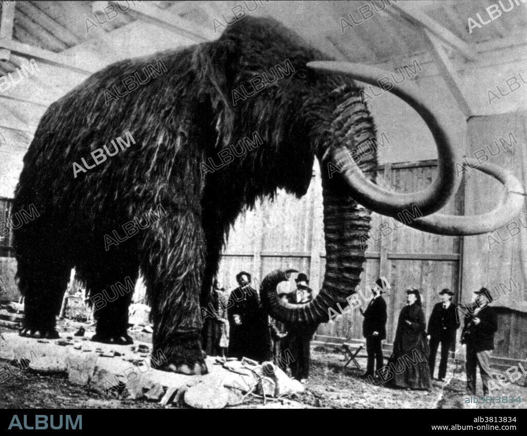 The Woolly Mammoth (Mammuthus primigenius) is a species of mammoth. This animal is known from bones and frozen carcasses from northern North America and northern Eurasia with the best preserved carcasses in Siberia. Unlike most other prehistoric animals, their remains are often not literally fossilized, turned into stone, but rather are preserved in their organic state. This is due in part to the frozen climate of their habitats, and to their massive size. Woolly mammoths are therefore among the best-understood prehistoric vertebrates known to science in terms of anatomy. This animal appeared during Cenozoic era, the most recent era of geologic time, from about 65 million years ago to the present. The climate was warm and tropical toward the beginning of the era and cooled significantly in the second half, leading to several ice ages. Humans first appeared near the end of this era. Originally captioned: Woolly Mammoth found in Siberia, 1903. The goods imported from Siberia to China included the tusked of mammoths, whose bodies were found perfectly preserved in frozen soil. The Chinese ground the prehistoric ivory to make a medicinal powder, which was considered to be a miraculous cure for various diseases.