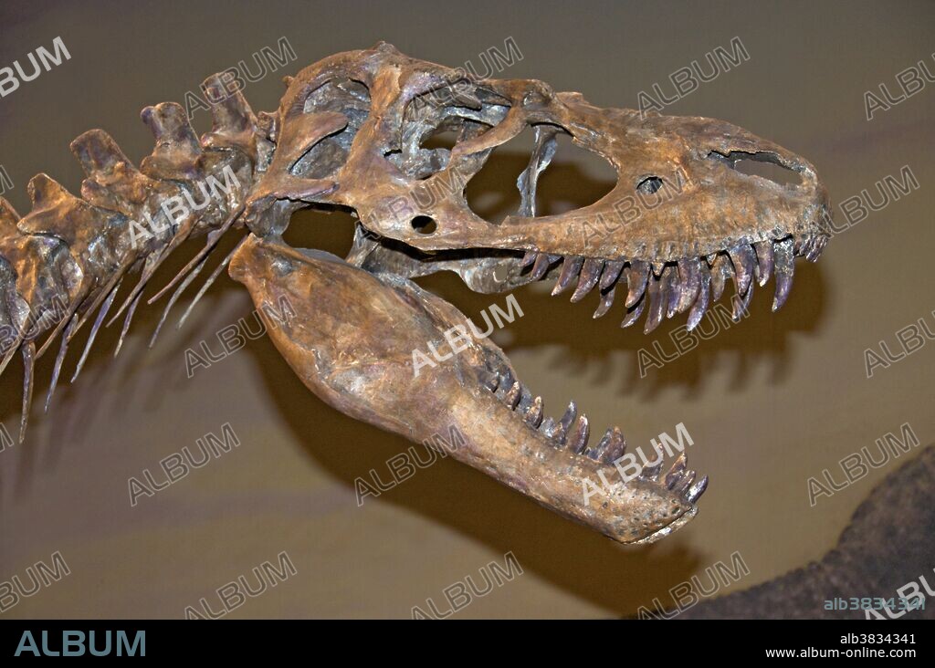 Skull of Albertosaurus libratus. Albertosaurus lived in western North America during the Late Cretaceous Period, more than 70 million years ago. The type species was restricted in range to the modern-day Canadian province of Alberta, after which the genus is named. As a tyrannosaurid, Albertosaurus was a bipedal predator with two-fingered hands and a massive head with dozens of large, sharp teeth. Although relatively large for a theropod, Albertosaurus was much smaller than its more famous relative Tyrannosaurus, probably weighing less than 2 metric tons. Fossils of more than thirty individuals have been recovered, providing scientists with a more detailed knowledge of Albertosaurus anatomy than is available for most other tyrannosaurids. The discovery of 22 individuals at one site provides evidence of pack behavior. Royal Tyrrell Museum, Drumheller, Alberta, Canada.