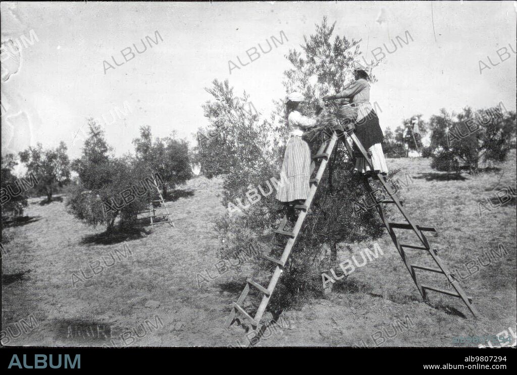 1930. Sevilla.- Mujeres Recogiendo Aceitunas mediante la técnica Del "Ordeño".