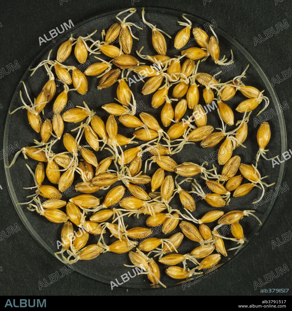 Process of malting barley seed germination stage chitting.