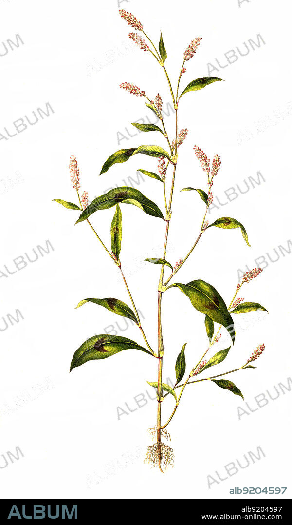 Floh-Knöterich, Persicaria maculosa Gray, Polygonum persicaria, Persicaria maculata, auch Pfirsichblättriger Knöterich und wie andere Pflanzen auch Flohkraut / Persicaria maculosa, Polygonum persicaria, an annual plant in the buckwheat family, Polygonaceae. Common names include lady's thumb, spotted lady's thumb, Jesusplant, and redshank.