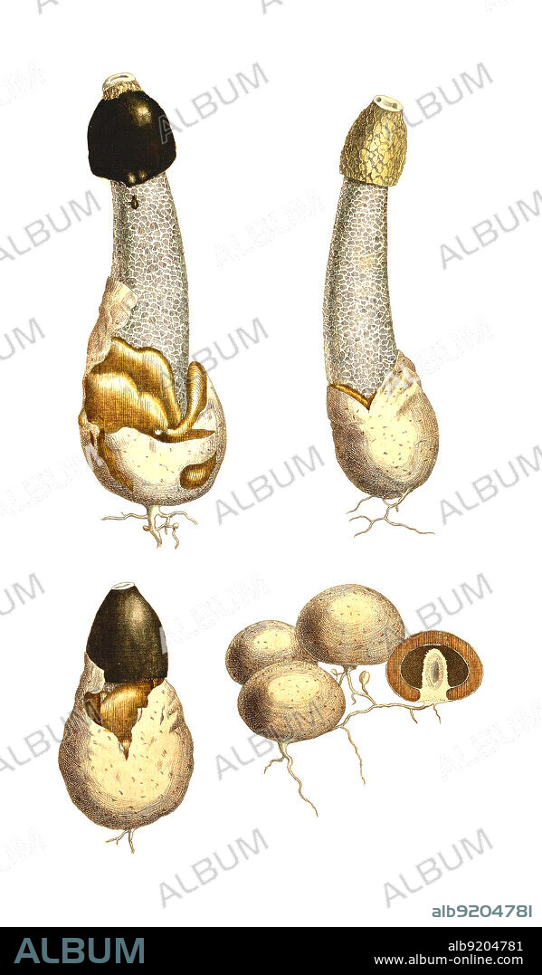 Gemeiner Stinkmorchel, Phallus impudicus / Phallus impudicus, known colloquially as the common stinkhorn, historical, digital improved reproduction of an original from the 19th century / digital restaurierte Reproduktion einer Originalvorlage aus dem 19. Jahrhundert, genaues Originaldatum nicht bekannt.