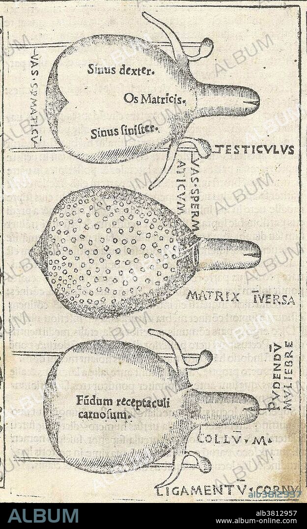 Historical Anatomical Illustration