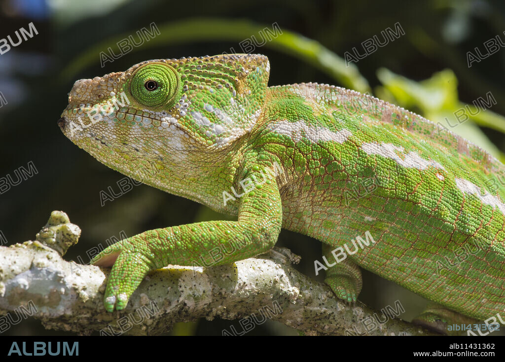 Globe-horned chameleon (flat-casqued chameleon) (Calumma globifer), endemic, Madagascar, Africa.