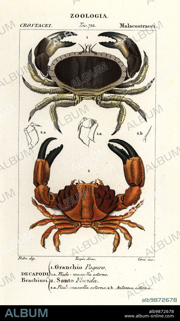 Edible crab or brown crab, Cancer pagurus 1, and furrowed crab or Montagus crab, Xantho hydrophilus 2. Granchio Paguro, Santo Florida. Handcoloured copperplate stipple engraving from Antoine Laurent de Jussieu's Dizionario delle Scienze Naturali, Dictionary of Natural Science, Florence, Italy, 1837. Illustration engraved by Corsi, drawn by Jean Gabriel Pretre and directed by Pierre Jean-Francois Turpin, and published by Batelli e Figli. Turpin (1775-1840) is considered one of the greatest French botanical illustrators of the 19th century.