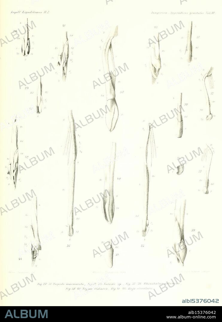 The Danish Ingolf-Expedition, Copenhagen, H. Hagerup, 1899-1928. Arctic Ocean, Scientific Expeditions, A series of detailed illustrations depicting various anatomical structures, likely related to muscles or tendons, arranged in a clear and organized layout. The figures are labeled with numerical annotations, indicating specific parts or variations. Each illustration presents a different perspective or aspect of the anatomy, contributing to a comprehensive study of the subject. The visual style emphasizes precision and clarity, making it suitable for educational or scientific purposes.
