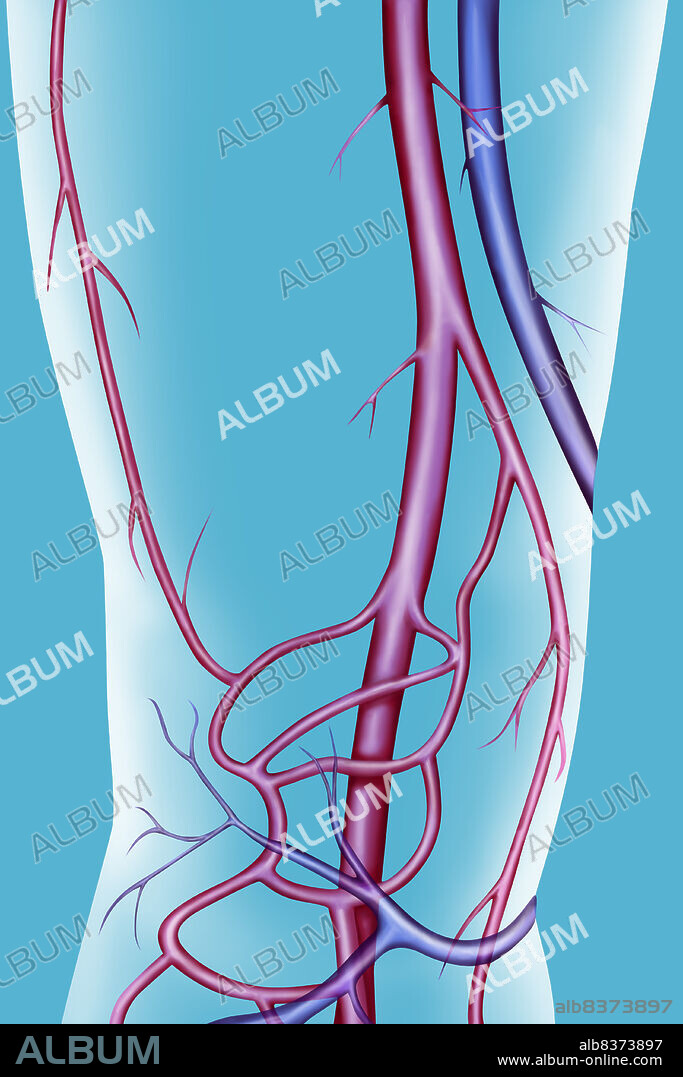 Arteries (in red) and veins (in blue) of the thigh and the knee.. The superficial femoral artery becomes, the popliteal artery, at the level of the knee. The descending artery of the knee (or anastomotica magna artery) takes its origin at the superficial femoral artery, descending along the internal border of the thigh, then joins the arterial network of the knee. On the external border of the thigh is located the lateral circumflex artery, branch of the deep femoral artery. At the level of the knee, the popliteal artery divides into various collateral arteries, the articular arteries (or geniculate arteries) that form an anastomosed network.. The great saphenous vein is a superficial that originates at the level of the foot, and rising up to the groin along the internal face of the leg.. The superficial veins are linked to deep venous networks through perforating veins (or communicating veins), like here at the level of the knee.. See. images 1009807 for the veins and 1007707 for the arteries of the knee.