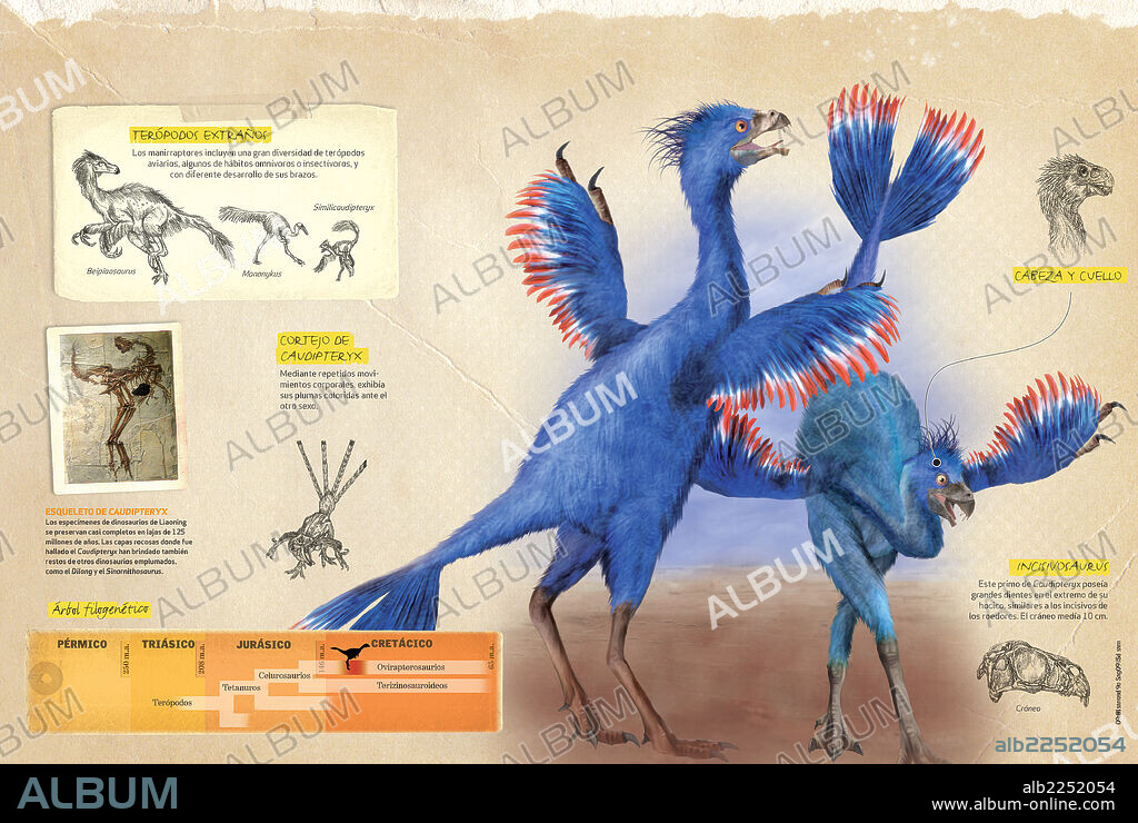 Características del Caudipteryx. Infografía sobre el Caudipteryx, dinosaurio terópodo aviario del Cretácico, sus hábitos y árbol filogenético.