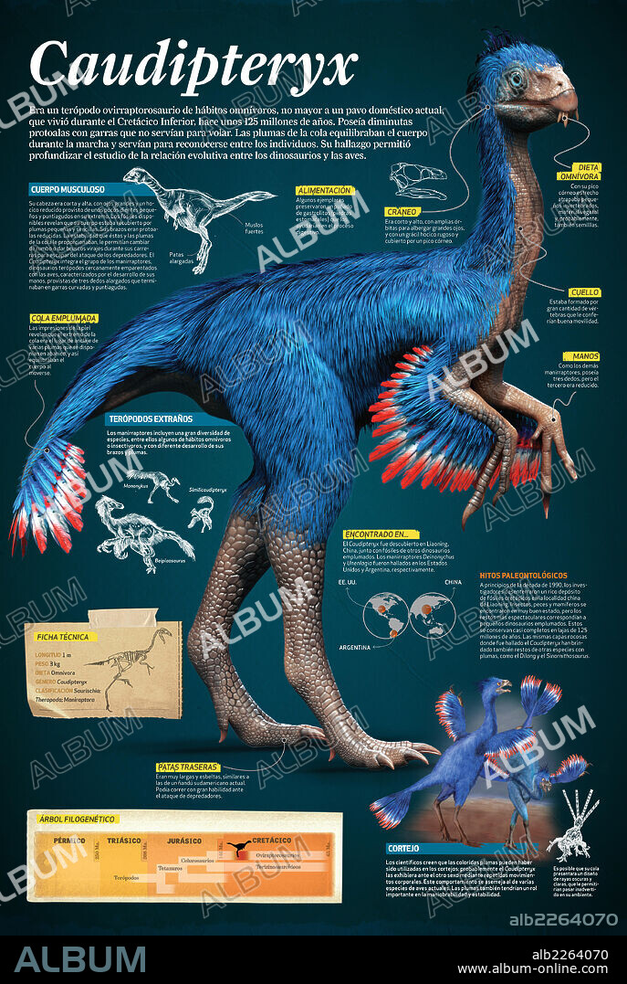 Caudipteryx. Infographic of the Caudipteryx, a theropod oviraptosaur that lived during the Early Cretaceous, around 125 million years ago.