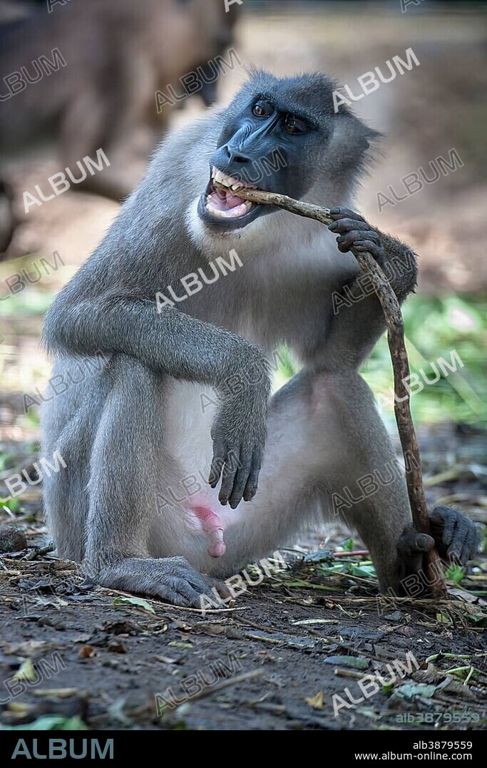 Drill (Mandrillus leucophaeus), captive, Primate Sanctuary, Limbe, Southwest Region, Cameroon