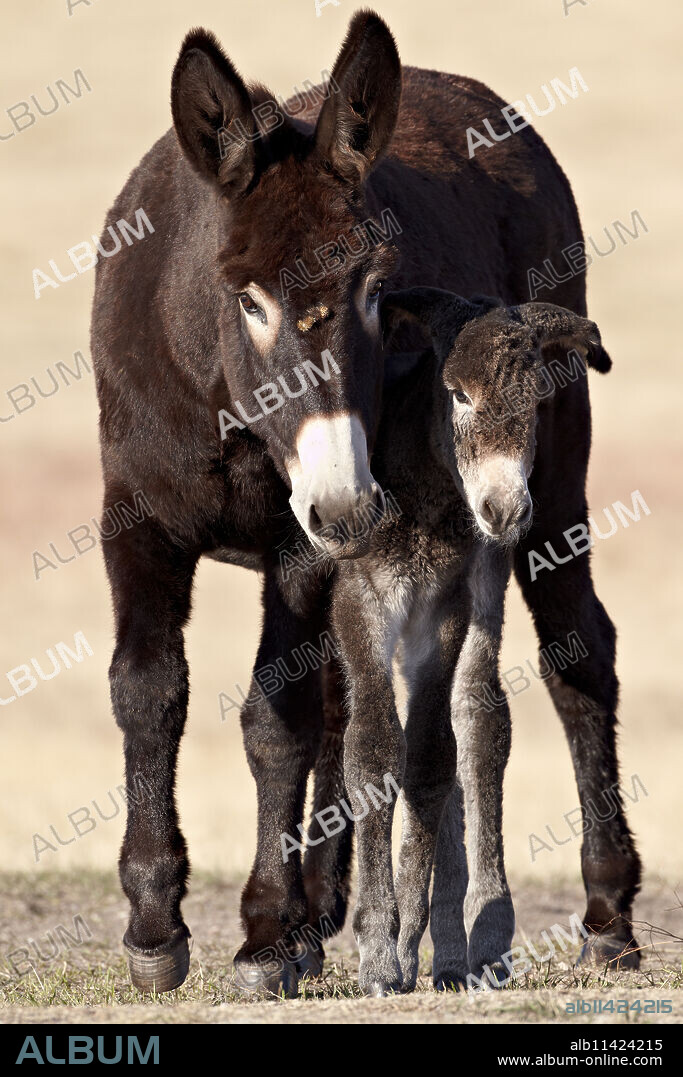 Wild Burro (donkey) (Equus asinus (Equus africanus asinus) jenny and foal, Custer State Park, South Dakota, United States of America, North America.