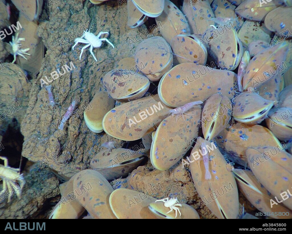 Hydrothermal Vent Community