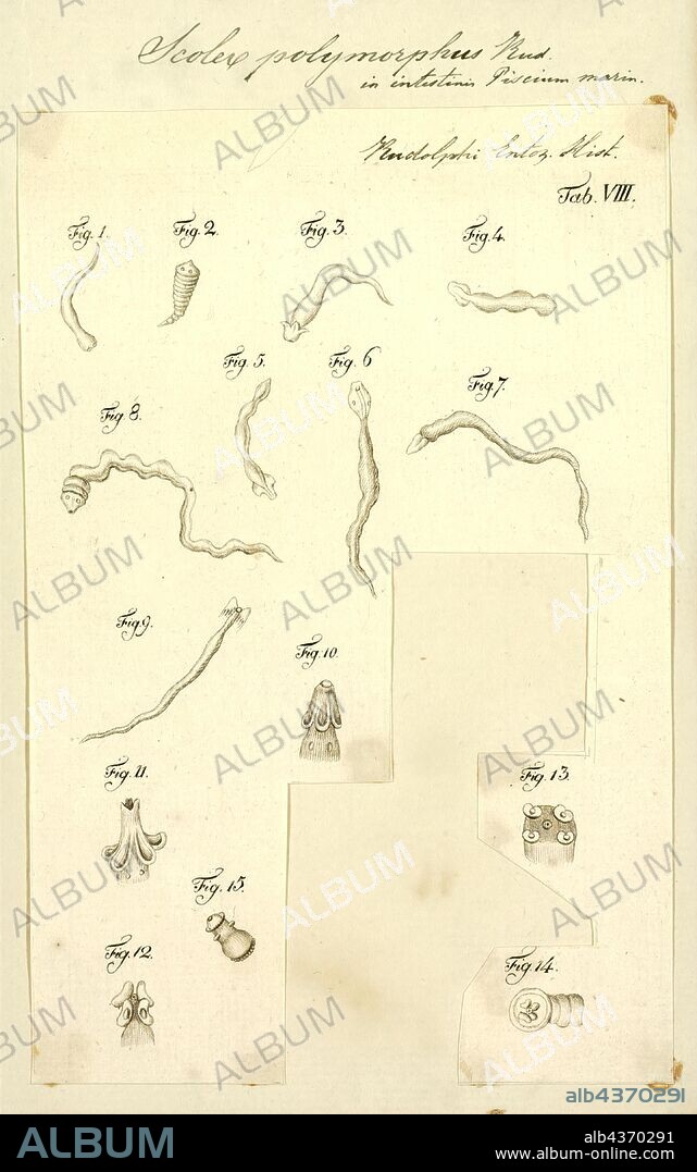 Scolex polymorphus, Print, Cestoda is a class of parasitic worms in the flatworm phylum (Platyhelminthes). Most of the species - and the best-known - are those in the subclass Eucestoda; they are ribbonlike worms as adults, known as tapeworms. Their bodies consist of many similar units, known as proglottids, which are essentially packages of eggs which are regularly shed into the environment to infect other organisms. Species of the other subclass, Cestodaria, are mainly fish parasites.