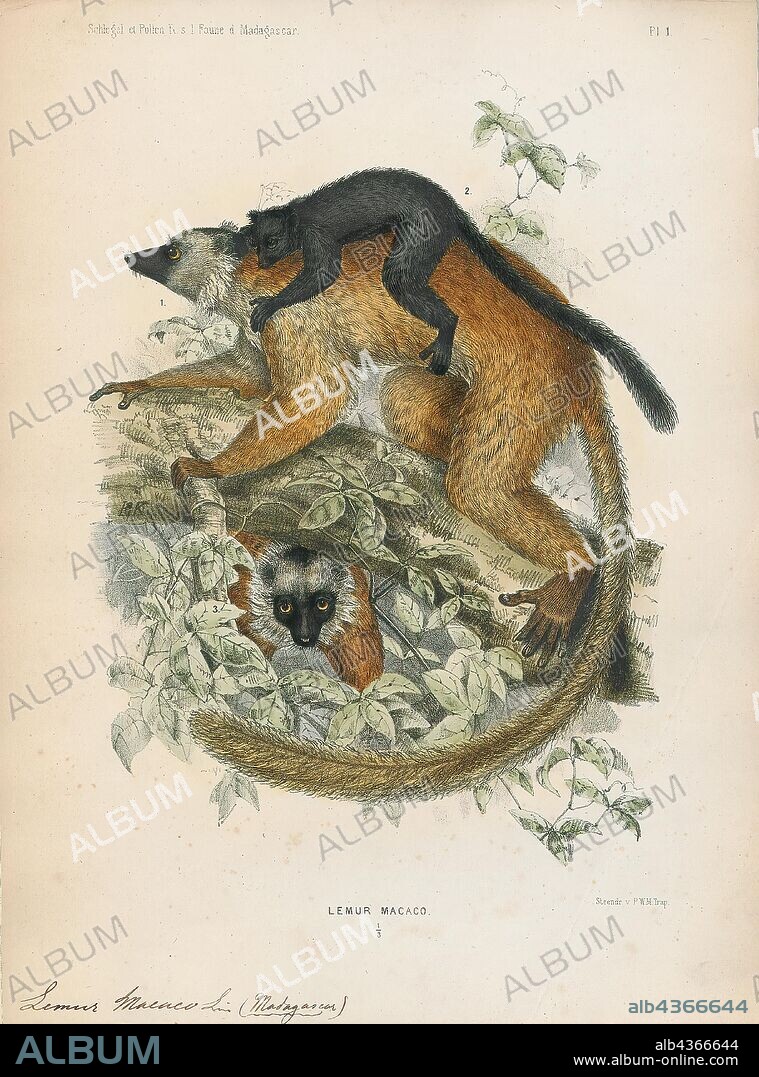 Lemur macaco, Print, Lemurs (from Latin lemures – ghosts or spirits) are mammals of the order Primates, divided into 8 families and consisting of 15 genera and around 100 existing species. They are native only to the island of Madagascar. Most existing lemurs are small, have a pointed snout, large eyes, and a long tail. They chiefly live in trees (arboreal), and are active at night (nocturnal)., 1868.
