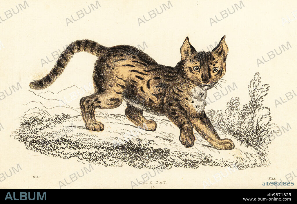 Serval, Leptailurus serval (Cape cat, Felis capensis). From a nine-month old specimen. Handcoloured steel engraving by Joseph Kidd after an illustration by Alexander Forbes from William Rhinds The Miscellany of Natural History: Feline Species, edited by Sir Thomas Dick Lauder, Fraser & Co., Edinburgh, Scotland, 1834.