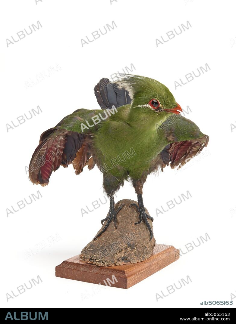 Turaco Guinea turaco (Tauraco persa), also known as the green turaco, Natural Science, Zoology, Taxidermy, Bird.