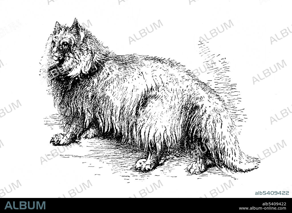 The Turkish Angora (Angora or Ankara cat) is a breed of a domestic cat. Turkish Angoras are one of the ancient, natural breeds of cat, having originated in central Turkey, in the Ankara region. Harrison William Weir (May 5, 1824 - January  31, 1906) was an English gentleman and artist. In 1889, he wrote Our Cats and All About Them describing and illustrating the pedigree varieties of the time.