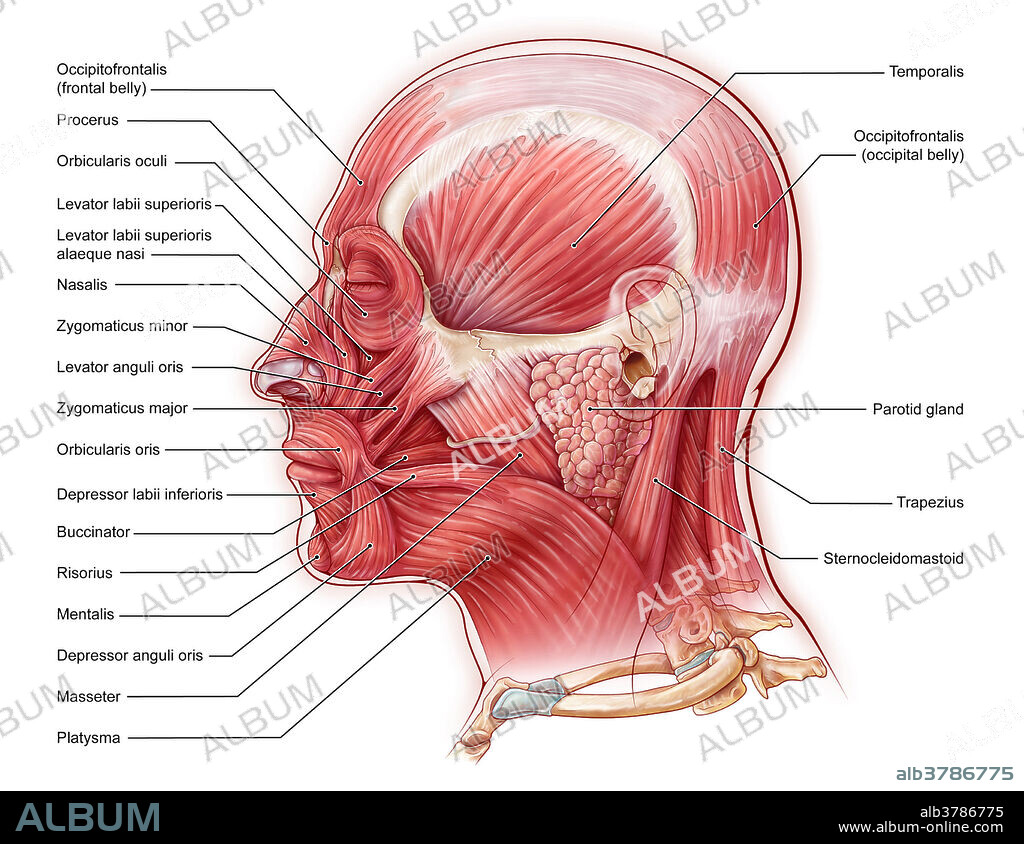 An illustration of the muscles of the face from a lateral view.
