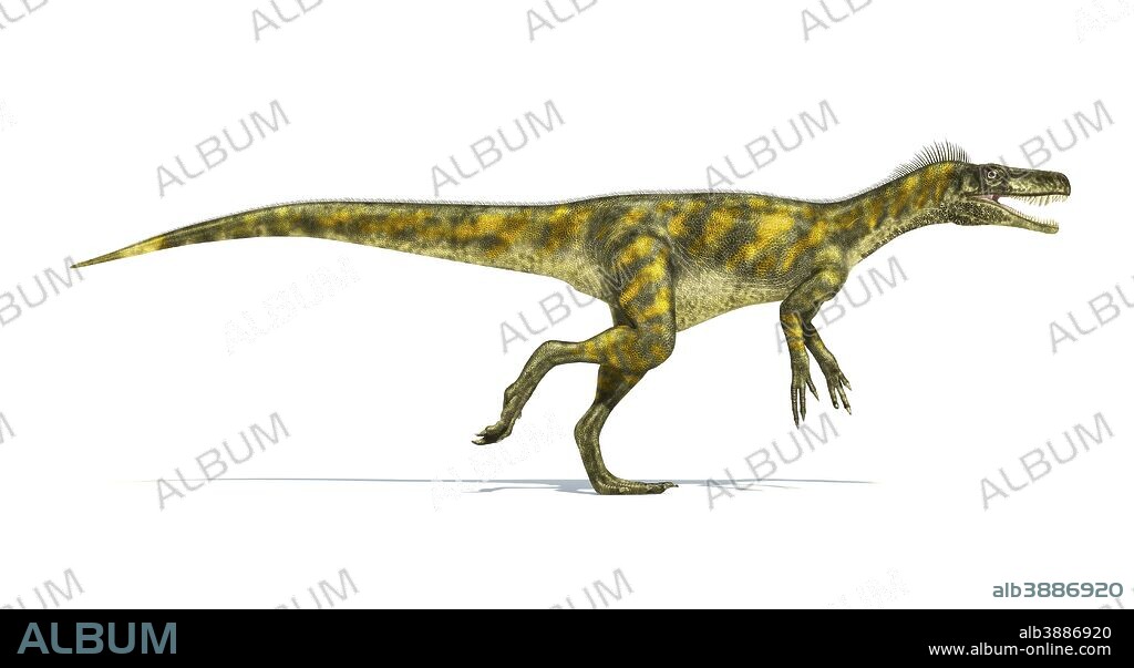 Herrerasaurus dinosaur on white background with drop shadow.