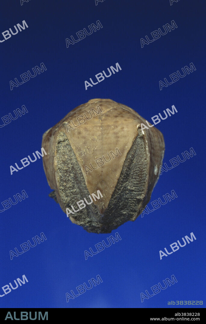 Blastoid fossil (Pentremites godoni) from the Upper Mississippian Period, Kentucky. 1.5 x 1.5 cm.