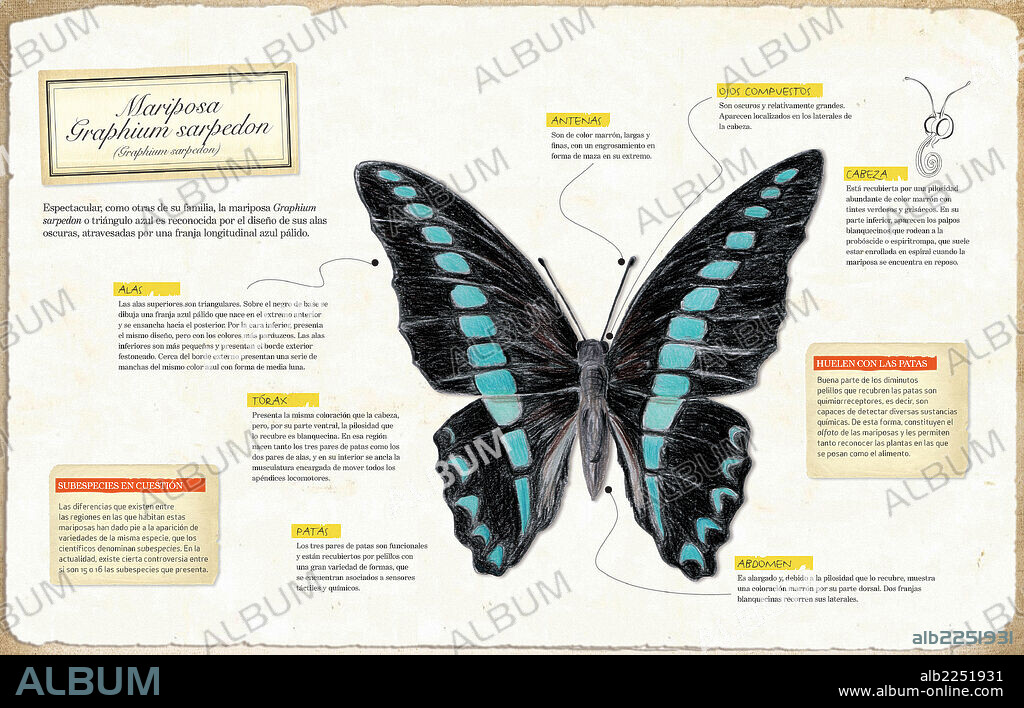 Mariposa graphium sarpedon. Infografía de la anatomía de la mariposa graphium sarpedon (Graphium sarpedon).