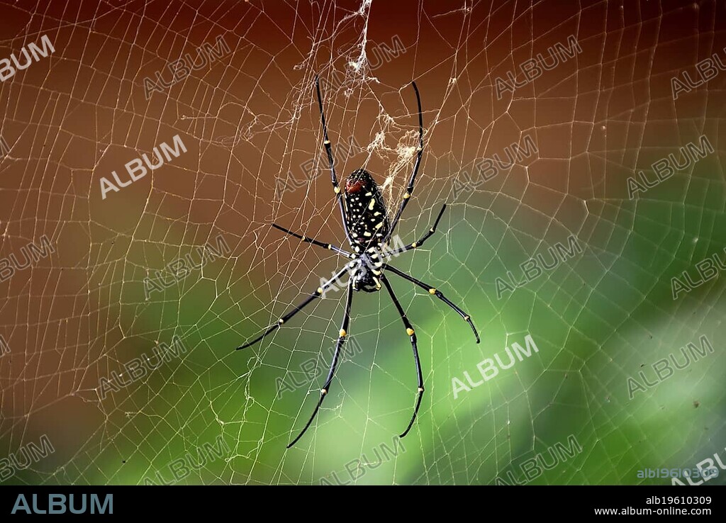 Golden Silk Orb-Weaver Spider (Nephila), Bagan, Myanmar, South East Asia
