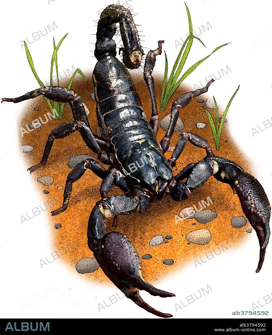 Illustration of an Asian forest scorpion (Heterometrus longimanus).